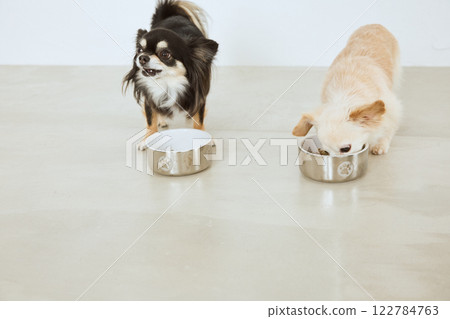 Dog eating dog food Dog eating dog food 122784763