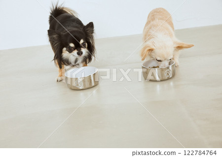 Dog eating dog food Dog eating dog food 122784764