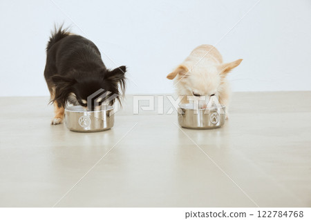 Dog eating dog food 122784768