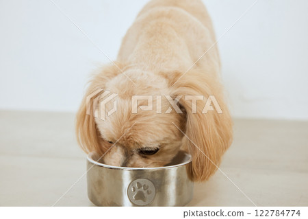 Dog eating dog food Dog eating dog food 122784774