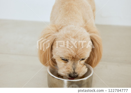 吃狗食的狗 122784777