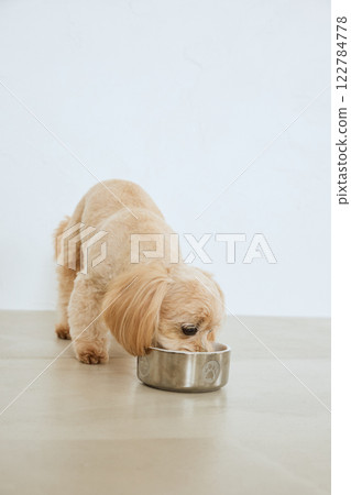 吃狗食的狗 122784778