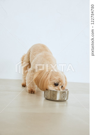 吃狗食的狗 122784780