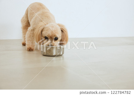 吃狗食的狗 吃狗食的狗 122784782