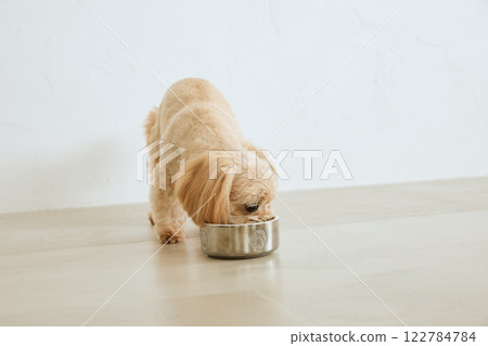 Dog eating dog food 122784784
