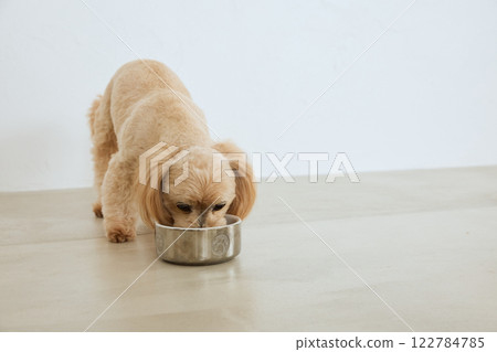 Dog eating dog food 122784785