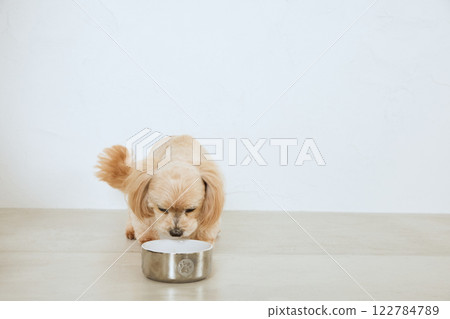 吃狗食的狗 122784789