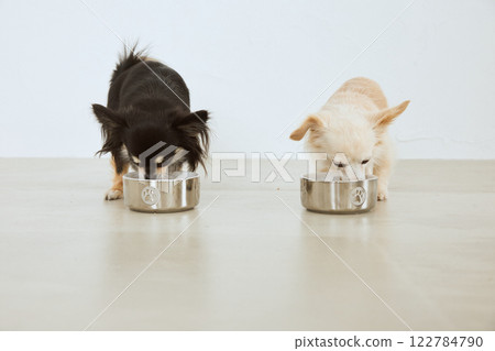 吃狗食的狗 122784790