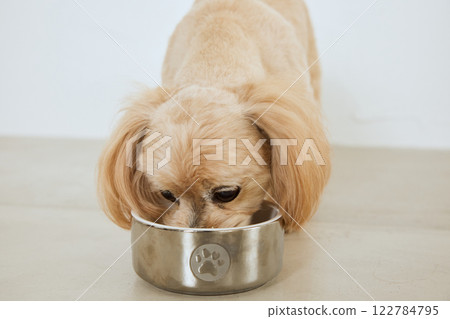 Dog eating dog food Dog eating dog food 122784795