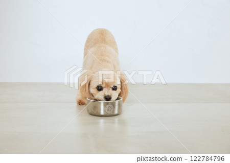 吃狗食的狗 122784796