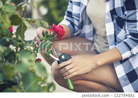 girl gardener prunes roses in the garden with secateurs girl gardener prunes roses in the garden with secateurs 122784881