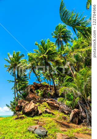 Palms at Saint Joseph Island, one of Salvation Islands in French Guiana, South America Palms at Saint Joseph Island, one of Salvation Islands in French Guiana, South America 122784966