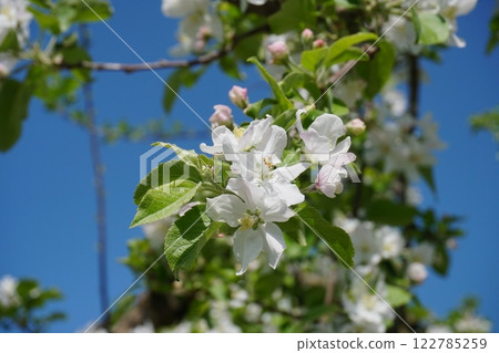 以藍天為背景,蘋果花在樹枝上盛開 Ver2 以藍天為背景,蘋果花在樹枝上盛開 Ver2 122785259