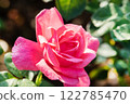 Dark pink roses 122785470