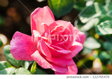 Dark pink roses Dark pink roses 122785470