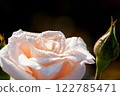 White rose in the morning light 122785471