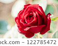 A red rose 122785472