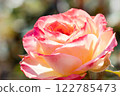 Beautiful pink roses 122785473
