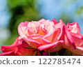 Rose shining in the blue sky 122785474