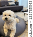 Cute and fluffy 122785543