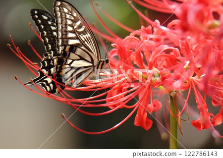 Gardening: Garden flowers, Gardening: Garden flowers, 122786143