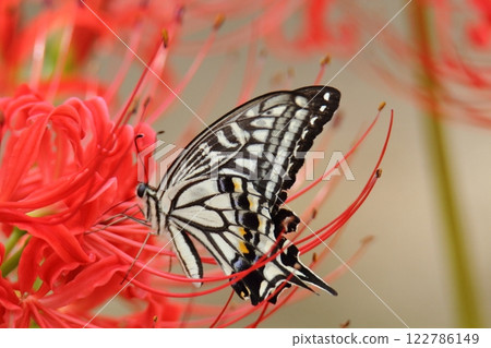 園藝花園花卉， 122786149