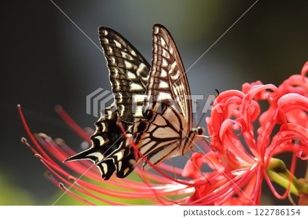 園藝花園花卉， 122786154