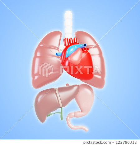 3d anatomy human body internal organs medical banner. Cartoon anatomical poster with red heart, lungs, liver and stomach on blue render background. Health care and education concept. 3D illustration 122786318