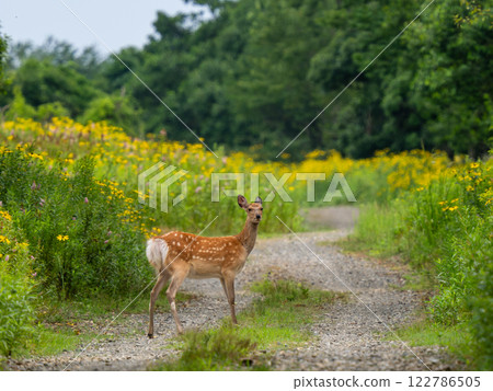 Ezo deer 122786505