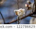 白梅花和蜜蜂 122786629