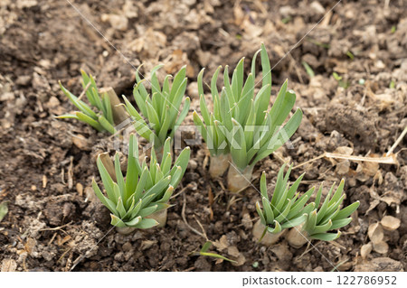 Eremurus seedlings in early spring in the garden 122786952