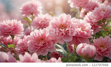 pink dahlia flowers in full bloom, bathed in soft sunlight. Their delicate petals and lush greenery create a serene and dreamy floral scene bursting with natural beauty pink dahlia flowers in full bloom, bathed in soft sunlight. Their delicate petals and lush greenery create a serene and dreamy floral scene bursting with natural beauty 122787088