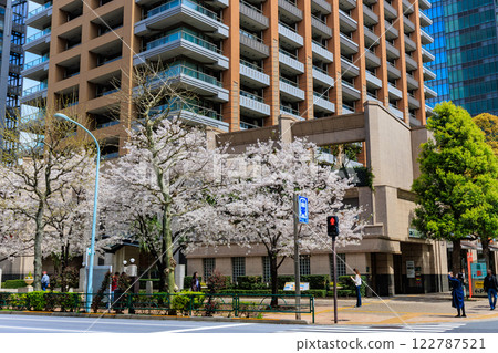 Cherry blossoms in front of Tokyo Park Tower in Kanda Jinbocho, Chiyoda Ward, Tokyo 122787521