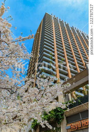 Cherry blossoms in front of Tokyo Park Tower in Kanda Jinbocho, Chiyoda Ward, Tokyo 122787527