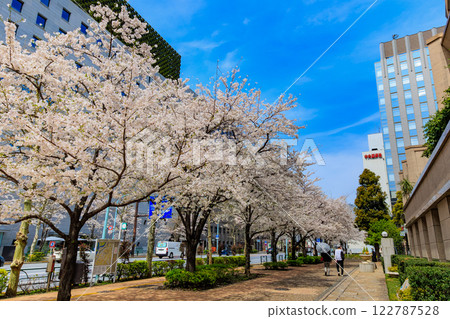 東京千代田區神田神保町東京公園塔前的櫻花 東京千代田區神田神保町東京公園塔前的櫻花 122787528