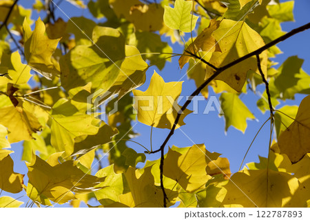 a tulip tree with yellowed foliage during leaf fall a tulip tree with yellowed foliage during leaf fall 122787893