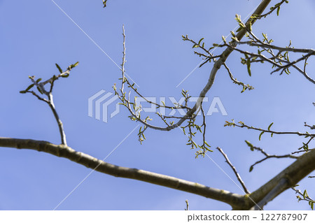 sunny weather in an orchard with walnuts sunny weather in an orchard with walnuts 122787907