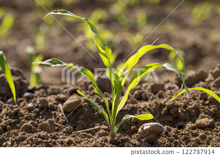 a monocultural field with fresh corn sprouts in fertile soil with fertilizers 122787914