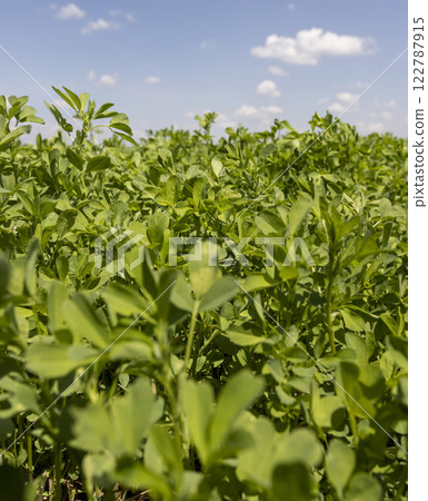 green vegetation in the field for feeding cows and farm animals 122787915