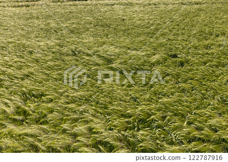 an agricultural field where green unripe rye grows an agricultural field where green unripe rye grows 122787916