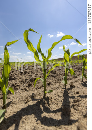 growing a new crop of sweet corn for food production growing a new crop of sweet corn for food production 122787917