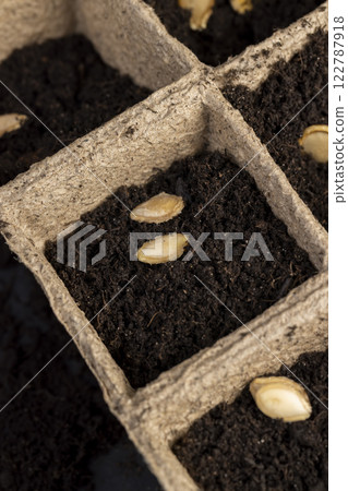 Seed in fertile soil in cardboard cups Seed in fertile soil in cardboard cups 122787918