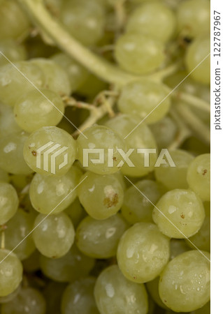 a large number of ripe green grapes are on the table a large number of ripe green grapes are on the table 122787967