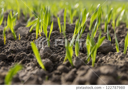 green sprouts of frost resistant wheat, close up green sprouts of frost resistant wheat, close up 122787980