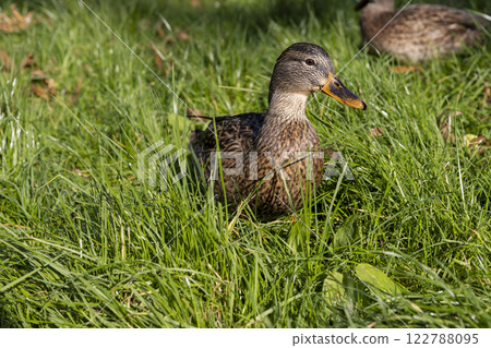 wild ducks walking on the green grass in the summer season wild ducks walking on the green grass in the summer season 122788095
