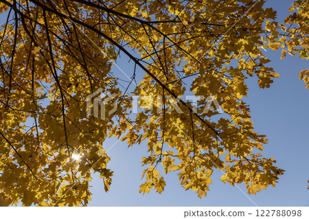 yellowing maple foliage before leaf fall 122788098