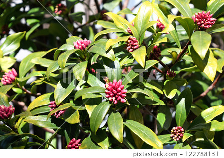 瑞香花蕾在初春的陽光下等待綻放（二月） 122788131