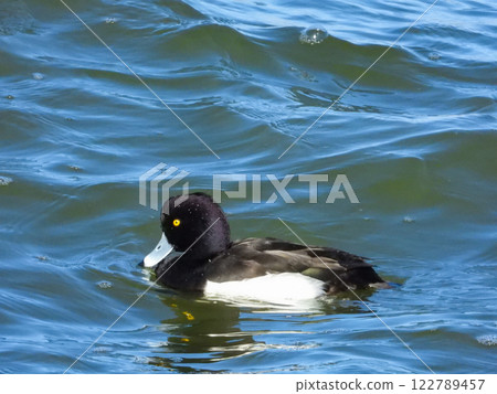 Male tufted duck swimming in a lake 122789457