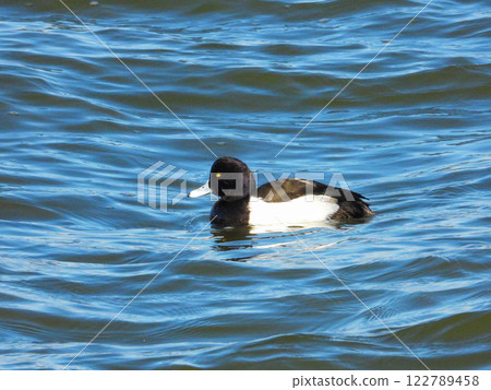 雄性簇絨鴨在湖中游泳 122789458