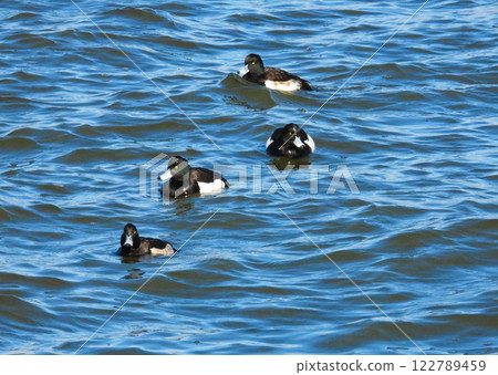 一群金翅鴨在湖裡游泳 一群金翅鴨在湖裡游泳 122789459